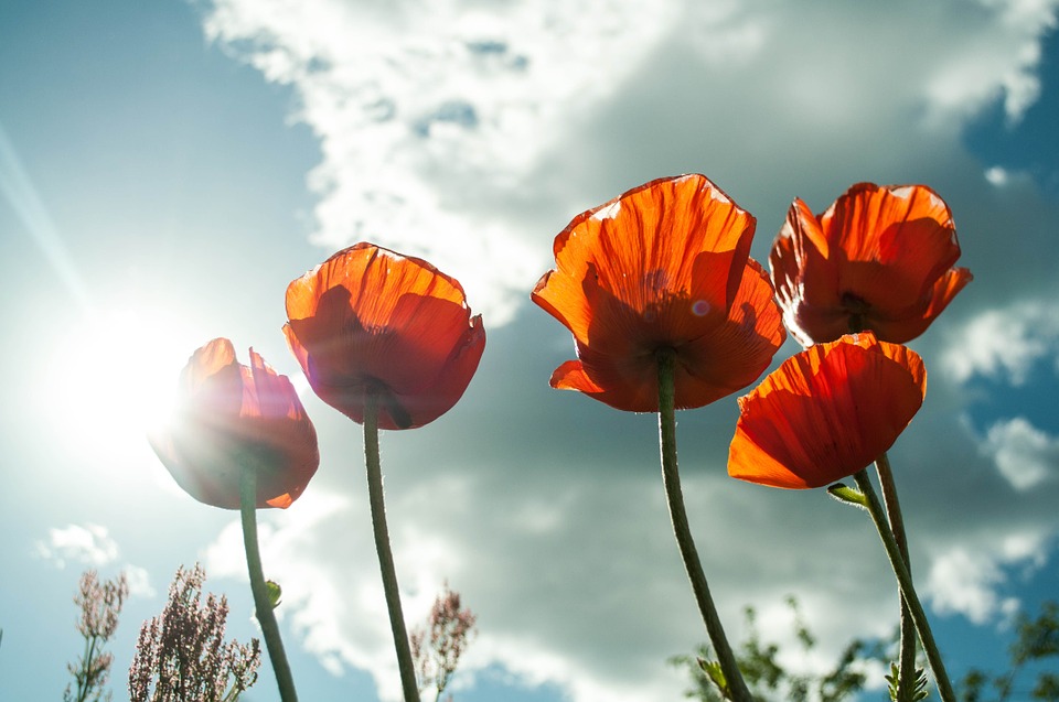 flower-399409_960_720